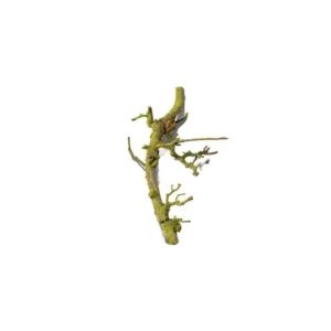 Birnenzweig | Natur | 40 cm